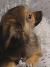 Papillon Chihuahua 
Puppy for Sale
Sold
